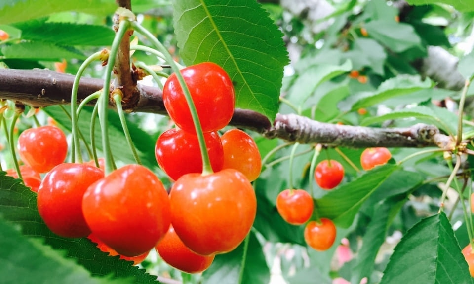 Giới thiệu về cherry (quả anh đào) Nhật và các điểm hái anh đào nổi tiếng. – JP SMART MAGAZINE