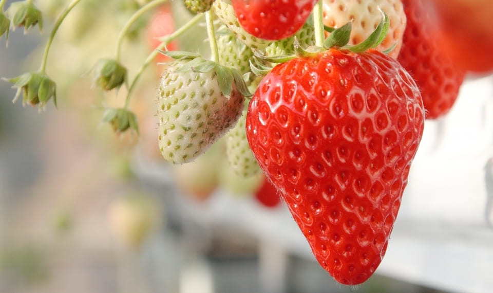 strawberry in a good condition