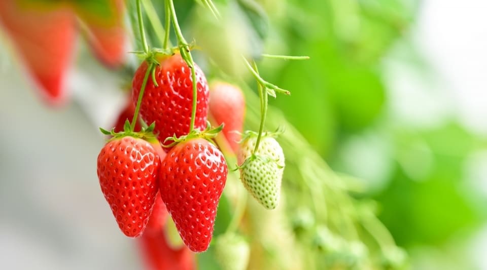 strawberry picking