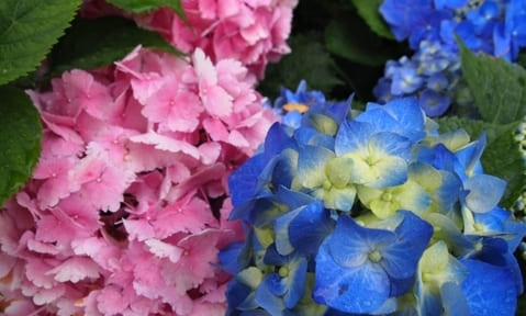 hydrangea colors