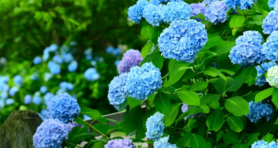 hydrangea