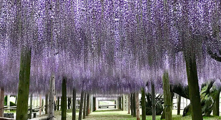 kawachi fuji gardens