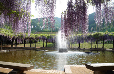 shirai oomachi fuji park