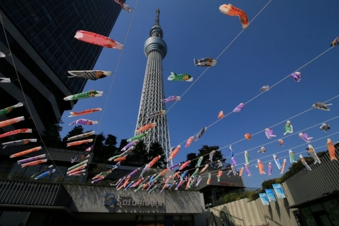 skytree carp streamer