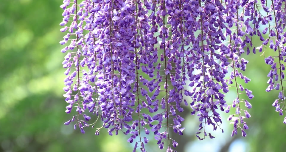 wisteria