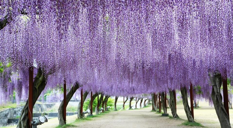 wisteria