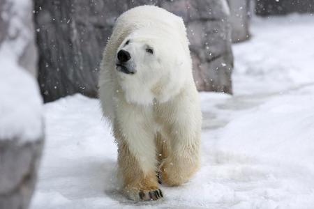 asahiyama zoo