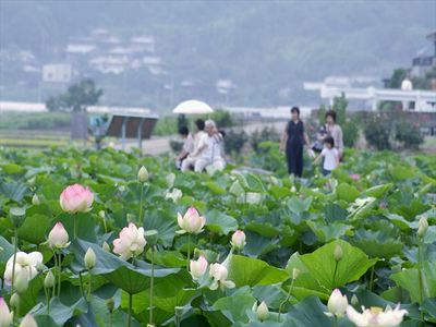 karako lotus