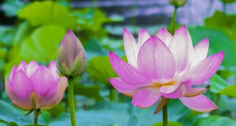 lotus flower