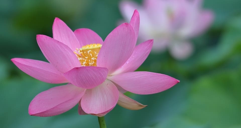 lotus flower