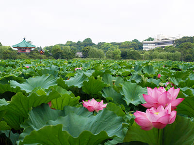 shinobazu pond