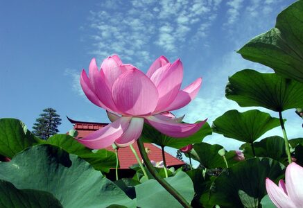 tosenji