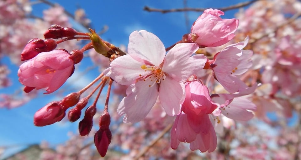 cherry blossom