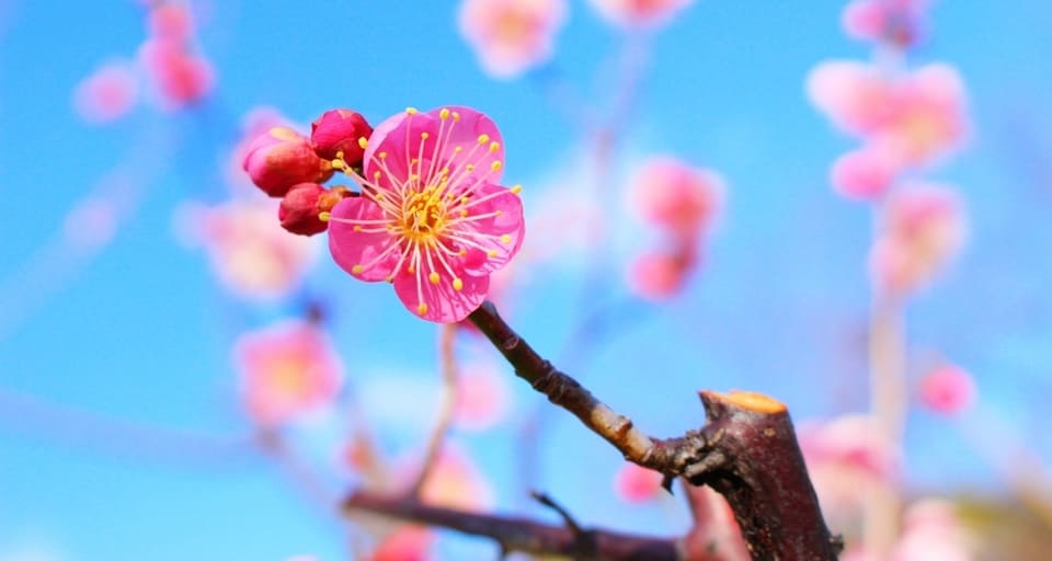 plum blossom